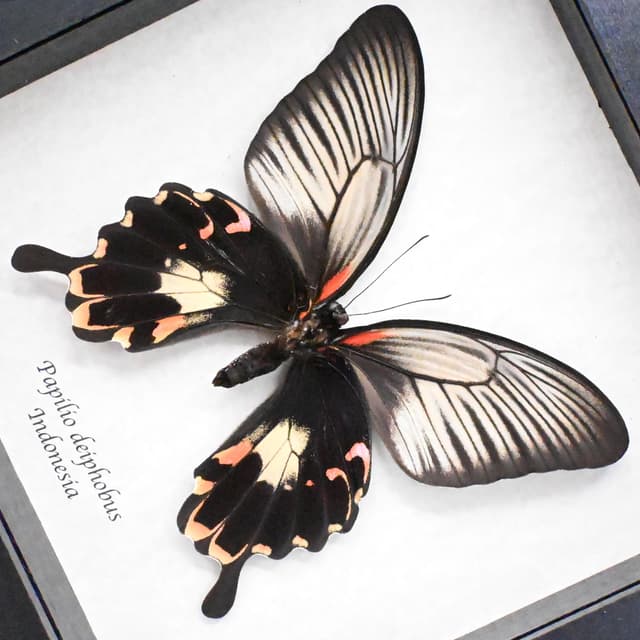 Rare Giant pink Swallowtail butterfly framed taxidermy - Papilio deiphobus - female