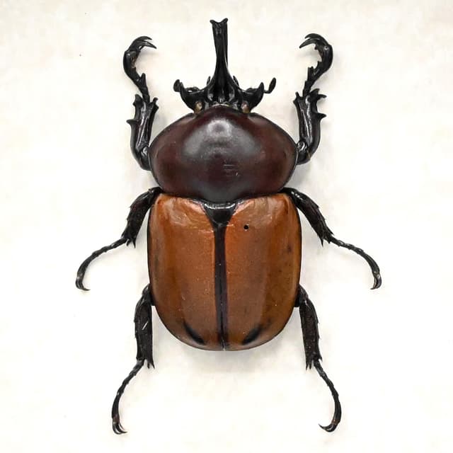 Real Rhinoceros Beetle framed taxidermy - Brachysiderus quadrimaculatus