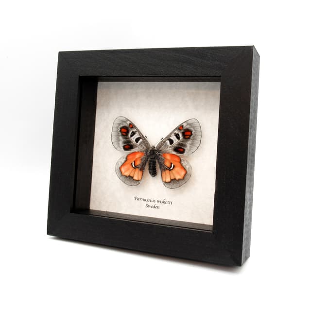Very rare Hybrid Snow Apollo butterfly framed taxidermy - Parnassius wiskotti - large female