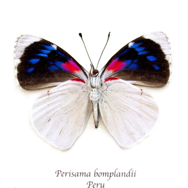 Real framed magenta and white butterfly taxidermy - Perisama bomplandii