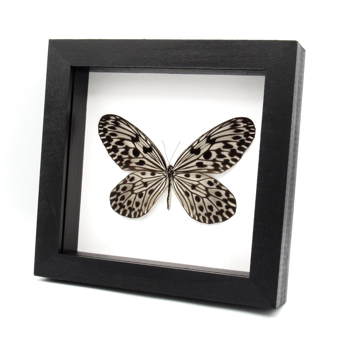 Real Silver Ricewing butterfly framed taxidermy - Idea stolli
