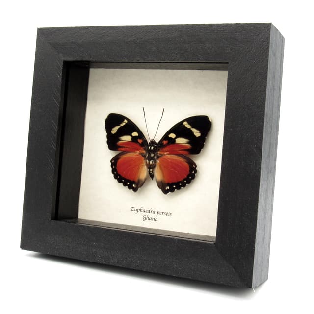 Rare Perseis Mimic Forester butterfly framed taxidermy - Euphaedra perseis