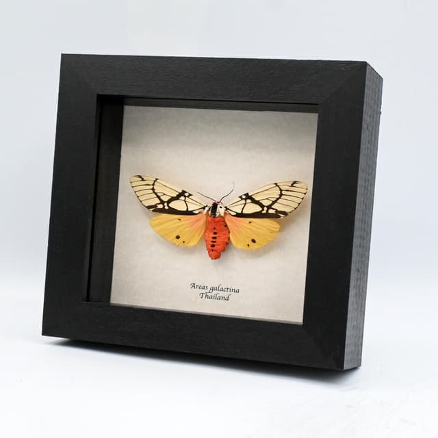 Real large yellow Milky Tiger moth framed taxidermy - Areas galactina