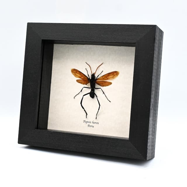 Rare Tarantula Hawk Wasp framed taxidermy - Pepsis heros - 2.65 inch wingspan