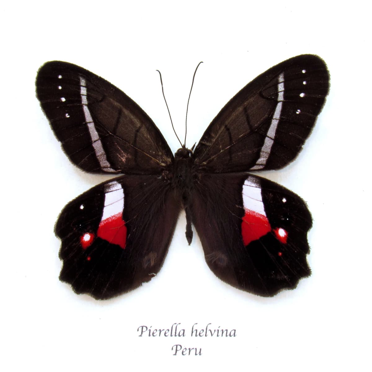 Rare Red Washed Satyr butterfly framed taxidermy - Pierella helvina