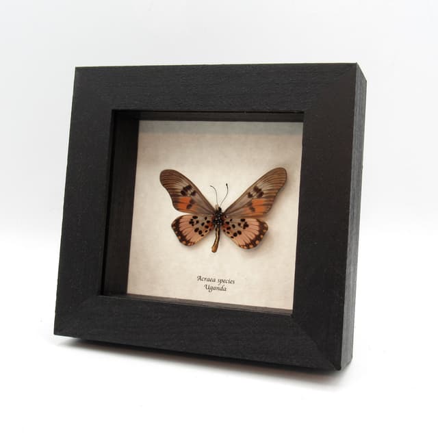 Real pink Acraea butterfly framed taxidermy -  Acraea species