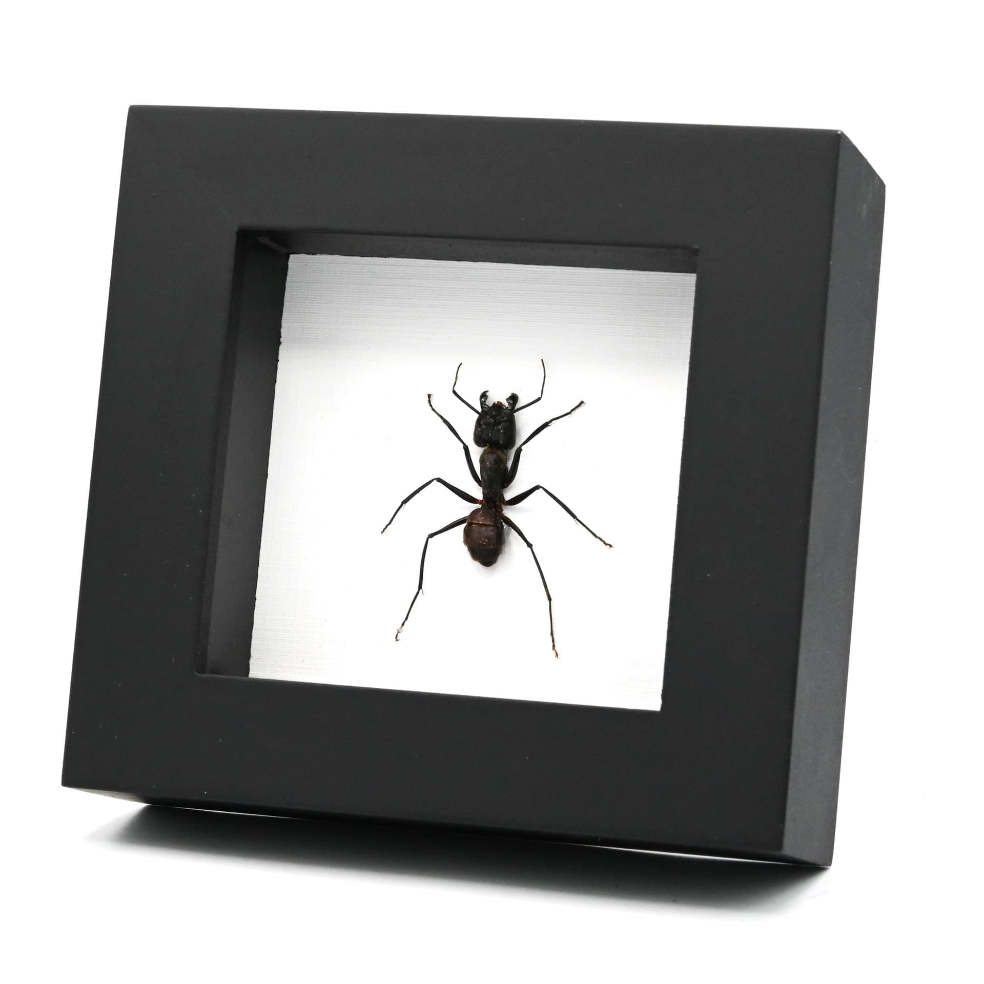 Real Giant Forest Ant framed taxidermy - Dinomyrmex gigas