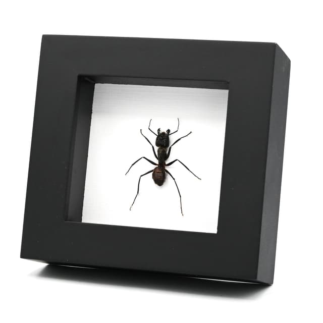 Real Giant Forest Ant framed taxidermy - Dinomyrmex gigas