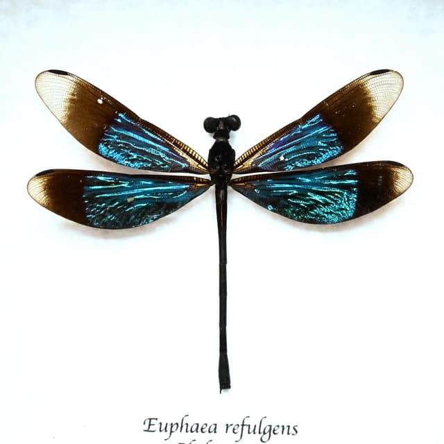Real framed metallic dragonfly taxidermy - Euphaea refulgens