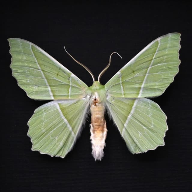 Real Green Geometer moth framed taxidermy - Geometra species