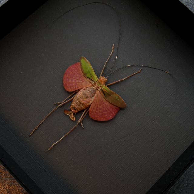 Tiny red Bush Cricket framed taxidermy - Scambophyllum sanguinolentum - female