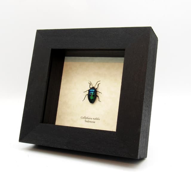 Real green bug framed taxidermy - Calliphara nobilis