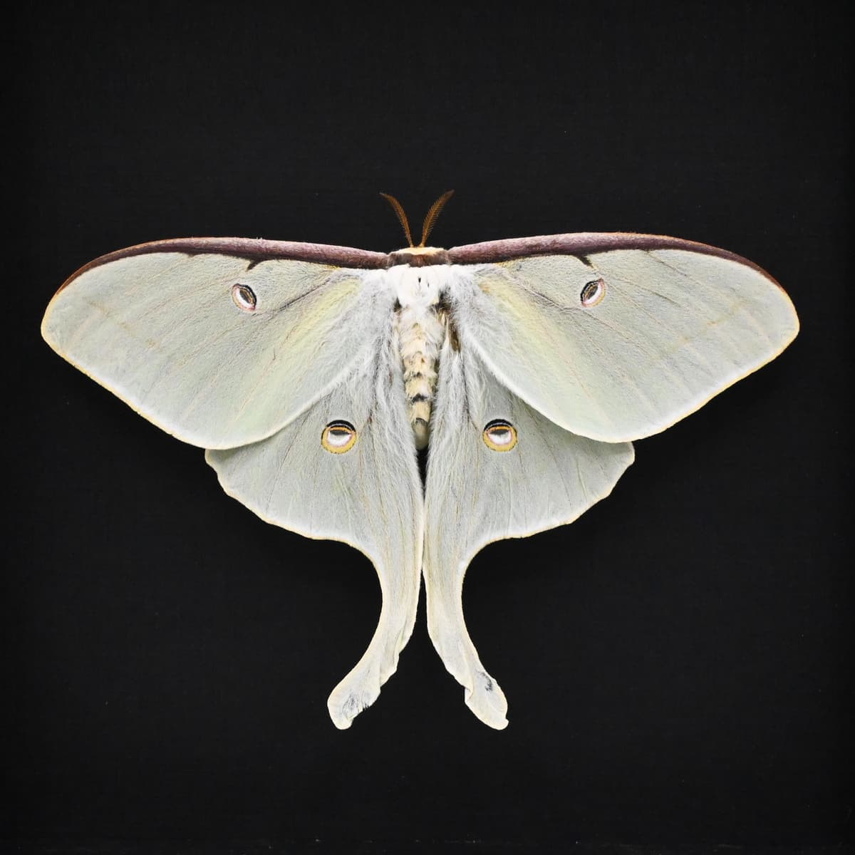 Very large real Luna Moon moth framed taxidermy - Actias luna - female - Victorian mount