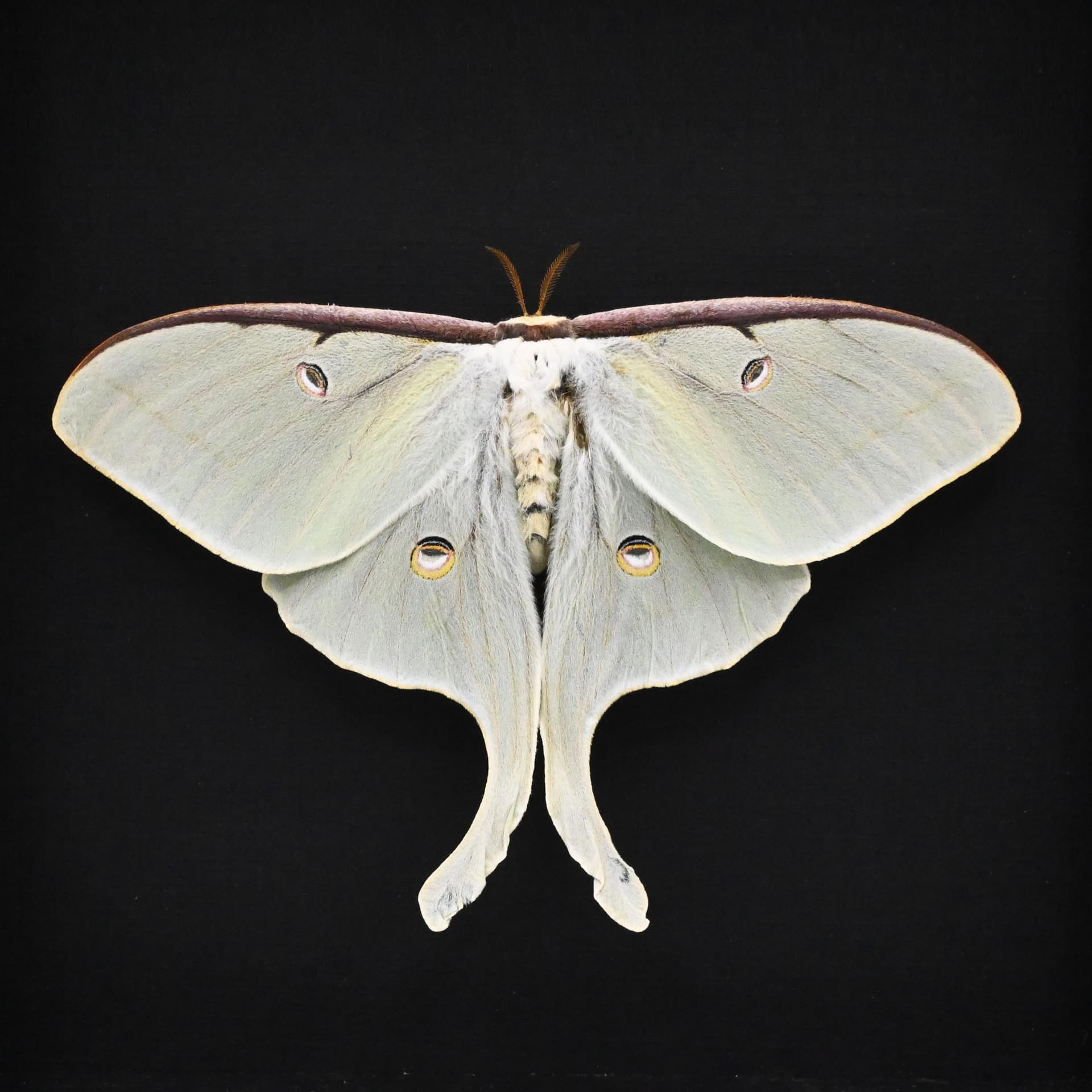 Very large real Luna Moon moth framed taxidermy - Actias luna - female - Victorian mount