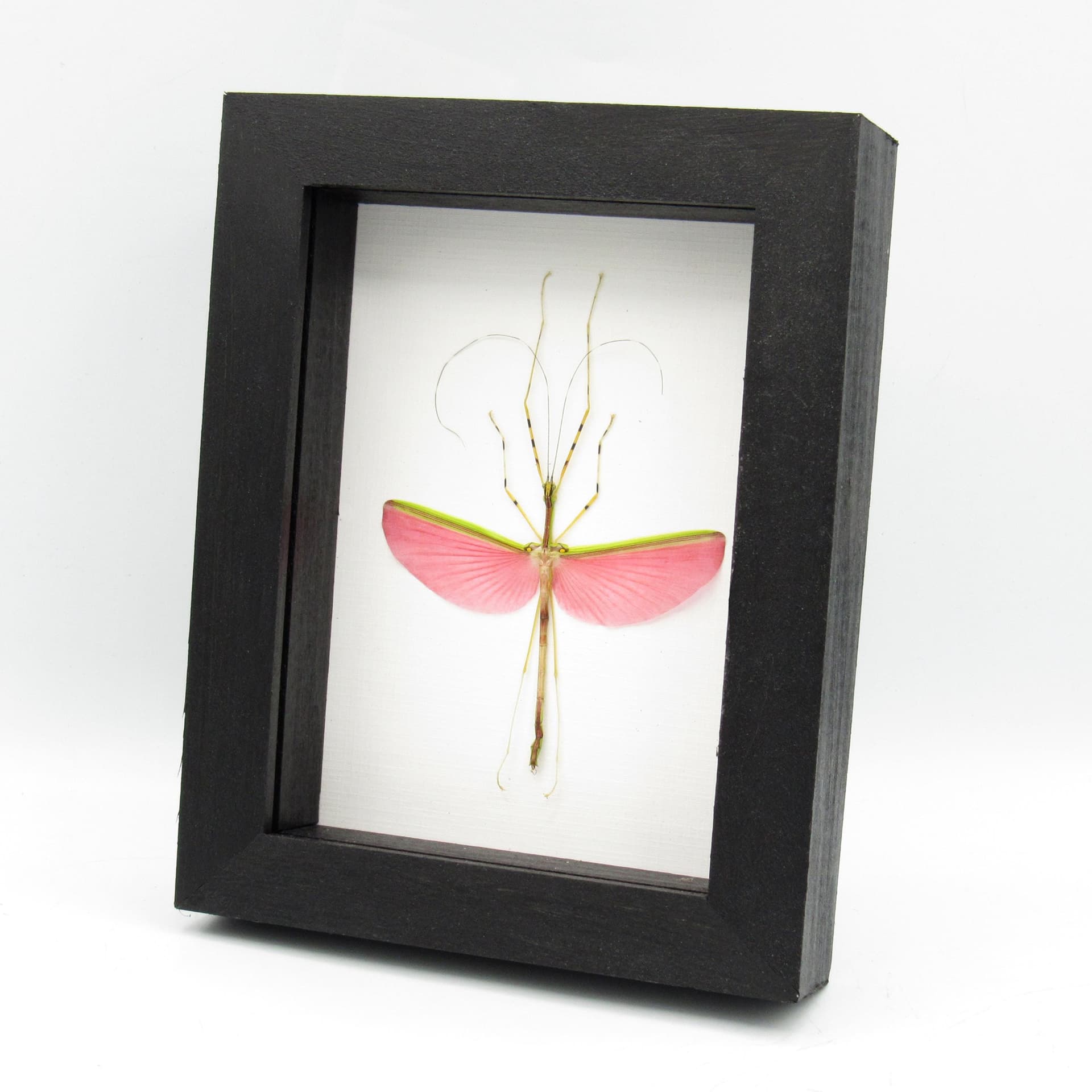 Real pink stick bug framed taxidermy - Necrosia annulipes