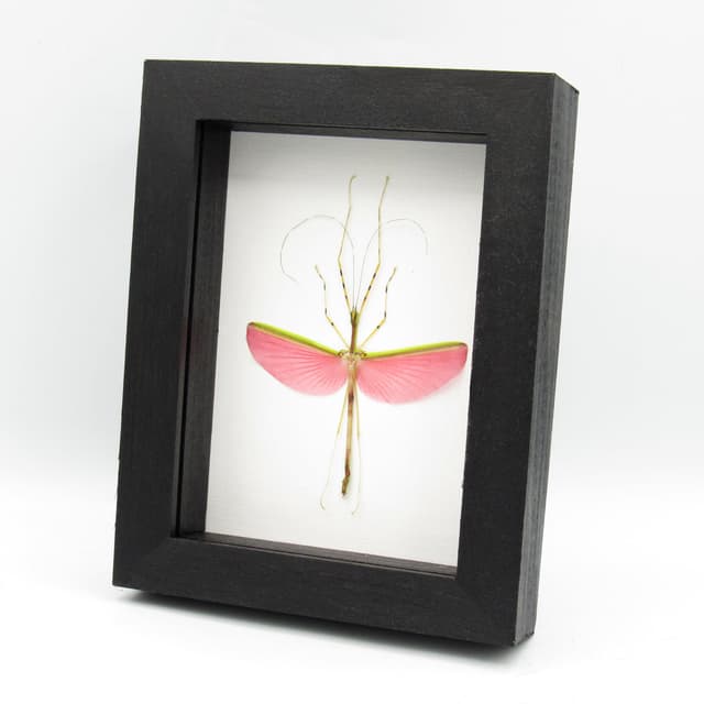 Real pink stick bug framed taxidermy - Necrosia annulipes