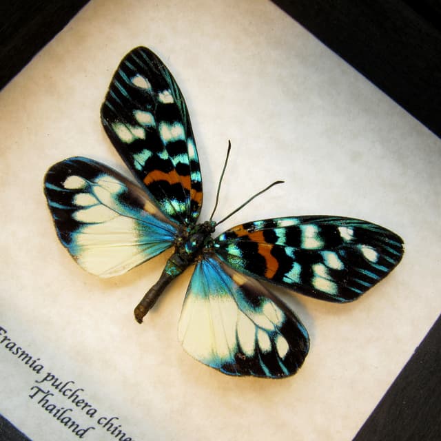 Real metallic Day Flying moth framed taxidermy - Erasmia pulchera chinensis - large female