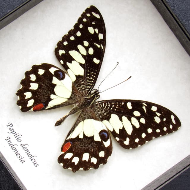 Real framed taxidermy butterfly - Papilio demoleus