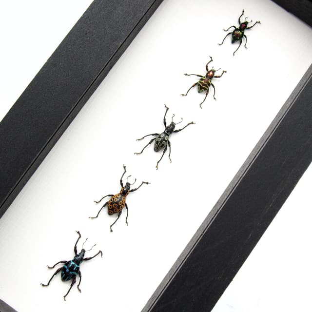 WEEVIL MANIA - real framed metallic weevil beetle collection