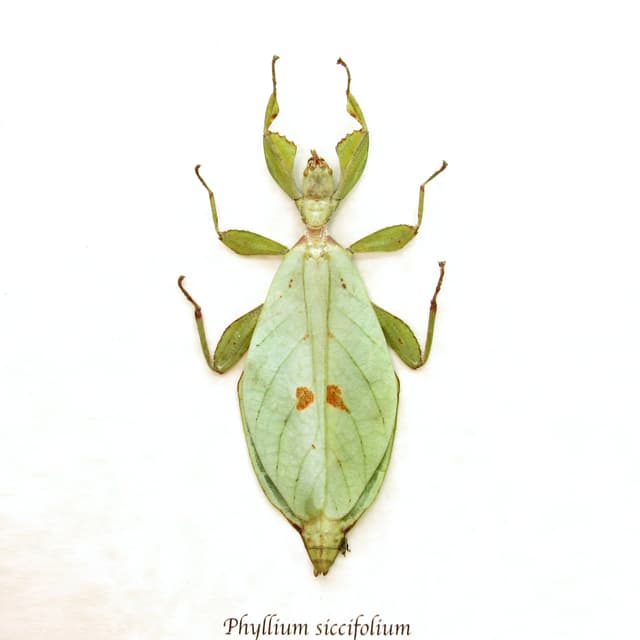 Real Walking Leaf insect framed taxidermy - Phyllium siccifolium