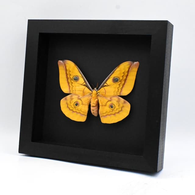 Real Giant Saturn moth framed taxidermy - Antheraea frithi - large female