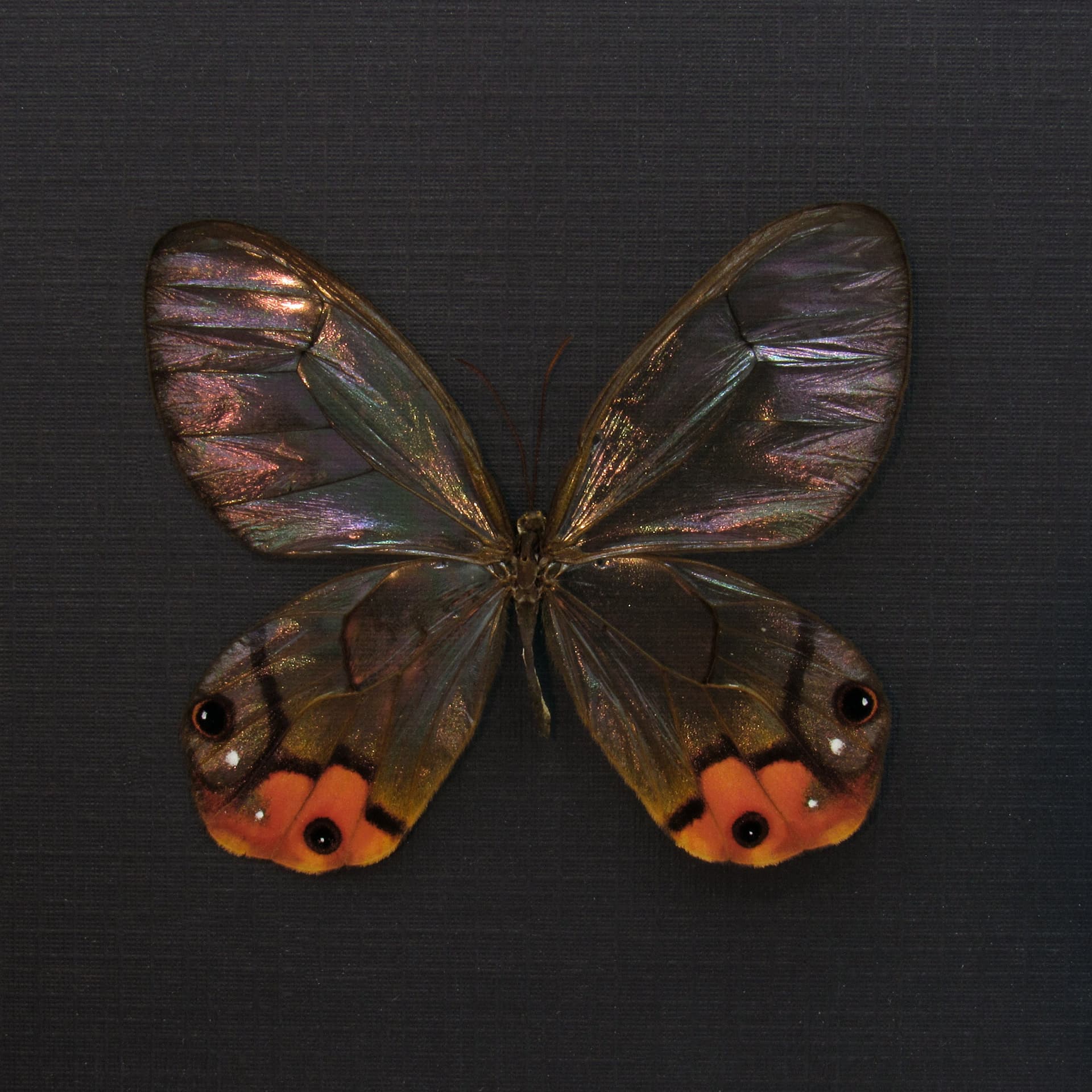 Real large orange Glass Wing butterfly framed taxidermy - Haetera macleannania - rare female
