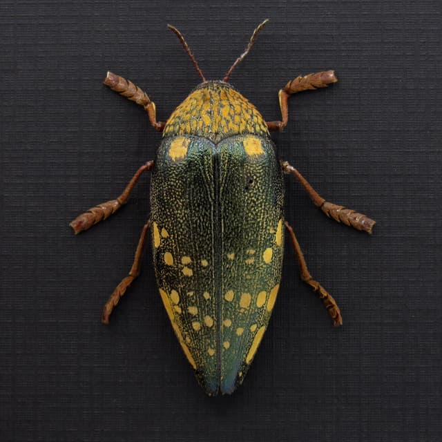 Real giant Jewel beetle framed taxidermy - Sternocera castanea boucardii