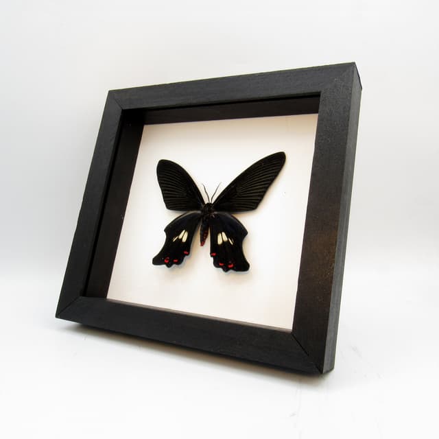 Rare moth framed taxidermy - Epicopeia polydora - Butterfly mimic