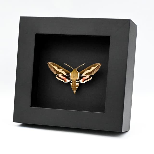 Real Bedstraw Hawkmoth framed taxidermy - Hyles gallii