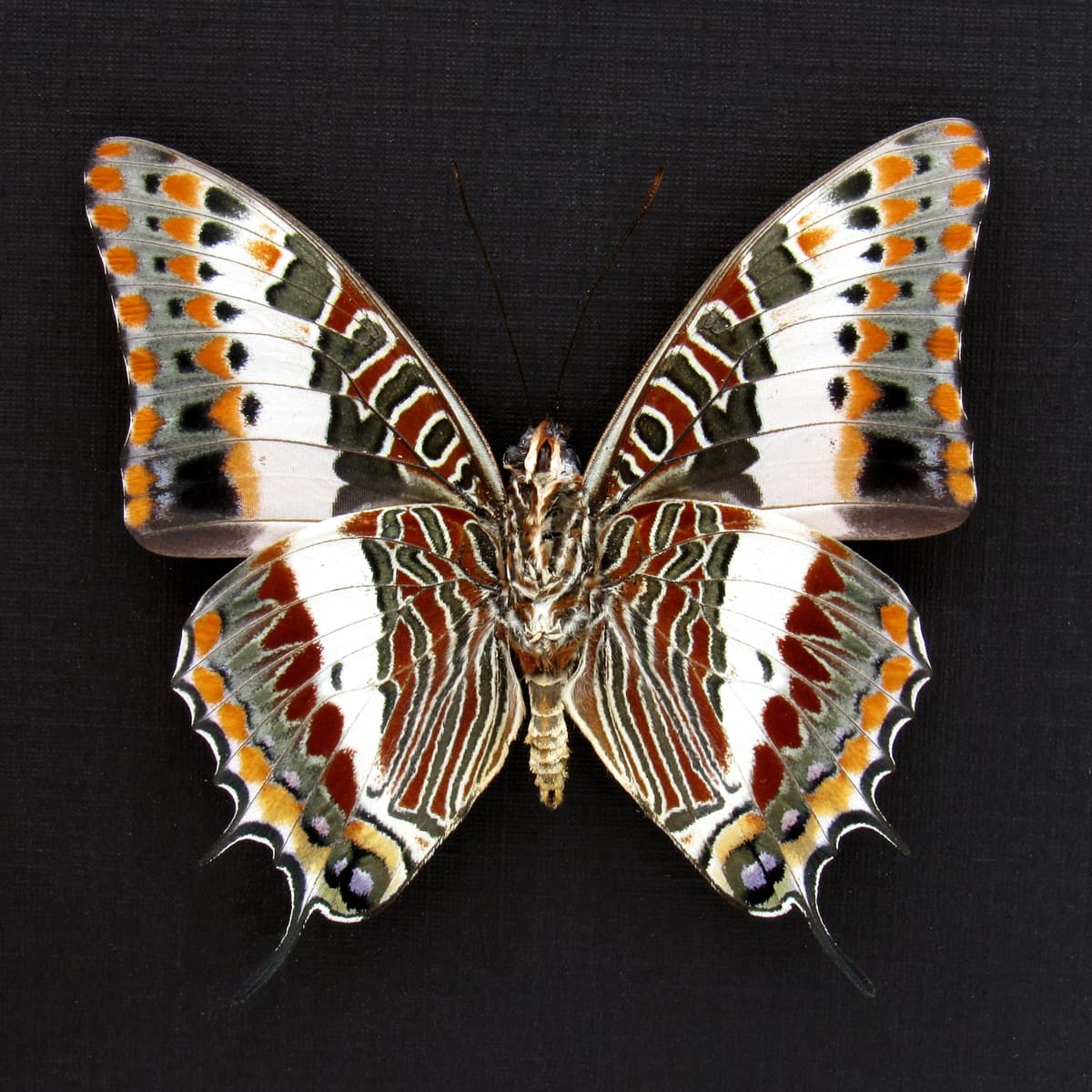 Rare Foxy Charaxes butterfly framed specimen - Charaxes saturnus