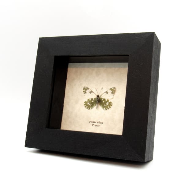 Real Eastern Bath White butterfly framed taxidermy - Pontia edusa