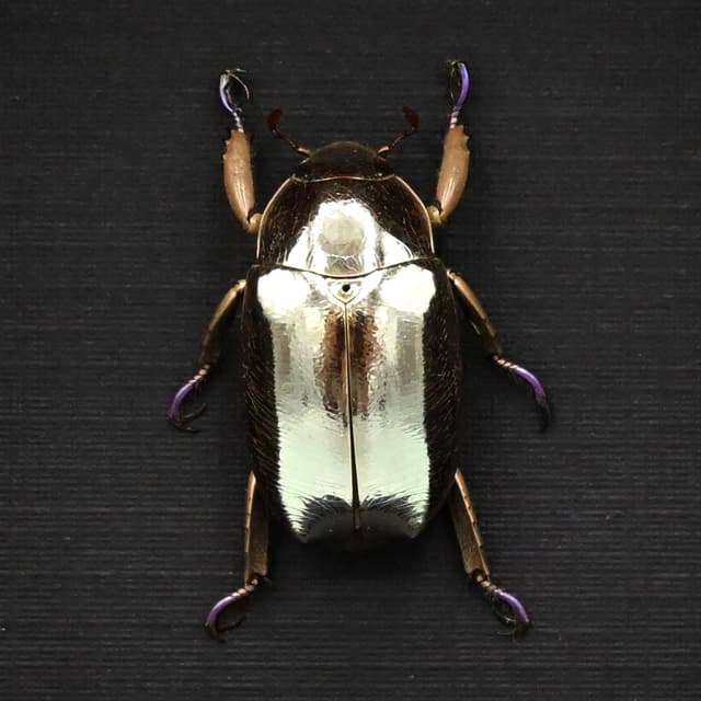 Very rare silver Jewel beetle framed taxidermy - Chrysina limbata