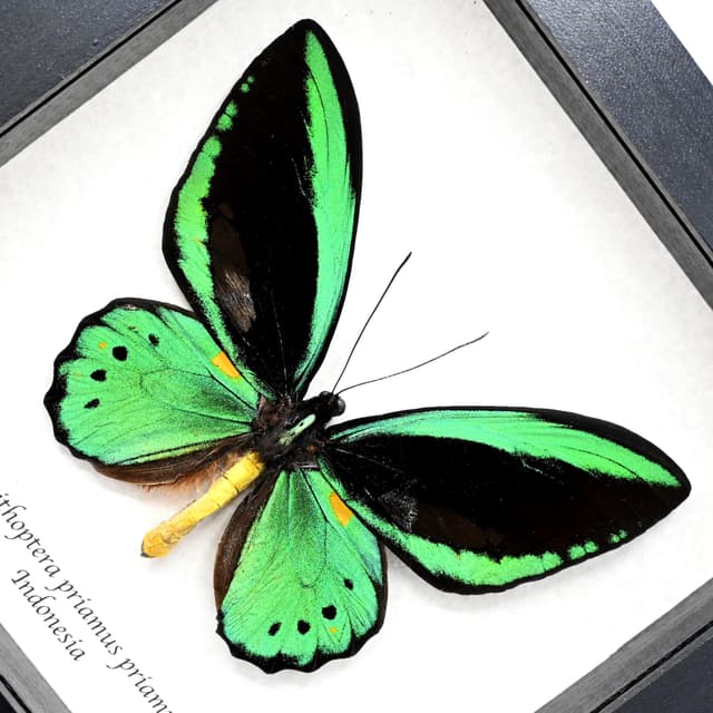 Rare XL green Birdwing butterfly framed taxidermy - Ornithoptera priamus priamus
