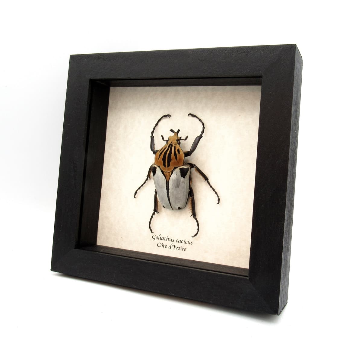 Rare Chief Goliath beetle framed taxidermy - Goliathus cacicus