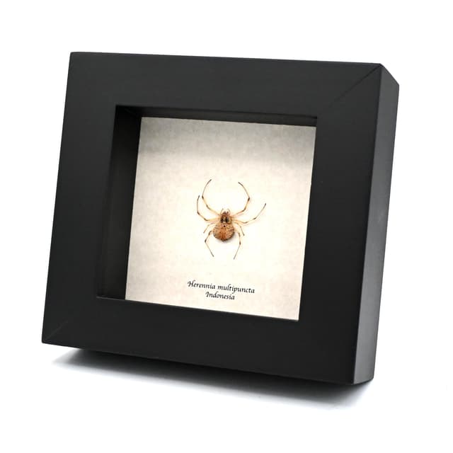 Real Spotted Coin Spider framed taxidermy - Herennia multipuncta