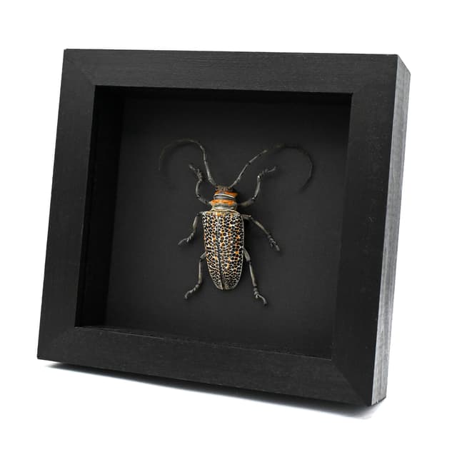 Rare Longhorn beetle framed taxidermy - Rosenbergia straussi - XL female