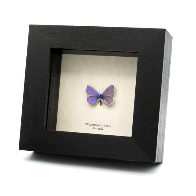 Real tiny purple butterfly framed taxidermy - Polyommatus icarus