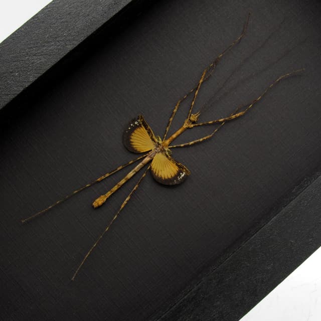 Real Javanese Lichen Stick Insect framed taxidermy - Pseudodiacantha macklottii - female