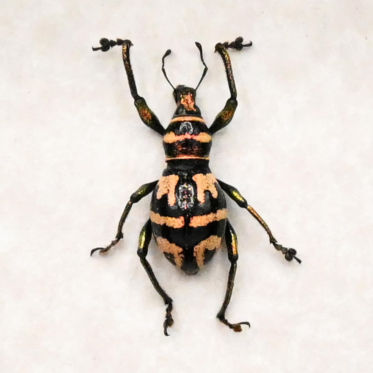 Real metallic weevil beetle framed specimen - Metapocyrtus davoensis - female