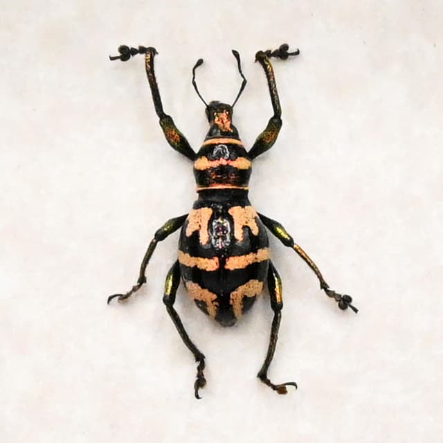 Real metallic weevil beetle framed specimen - Metapocyrtus davoensis - female