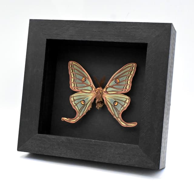 Rare Spanish Moon moth framed taxidermy - Graellsia isabellae - runt