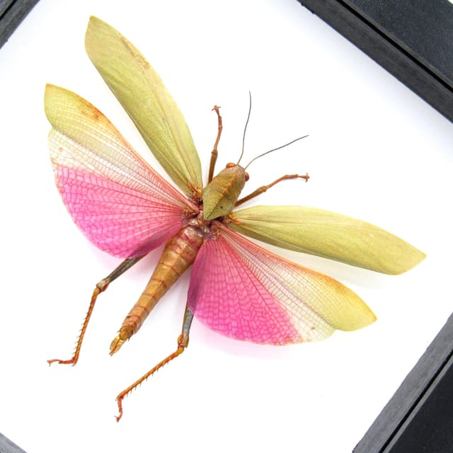 Real Giant Grasshopper framed taxidermy - Lophacris cristata - large female