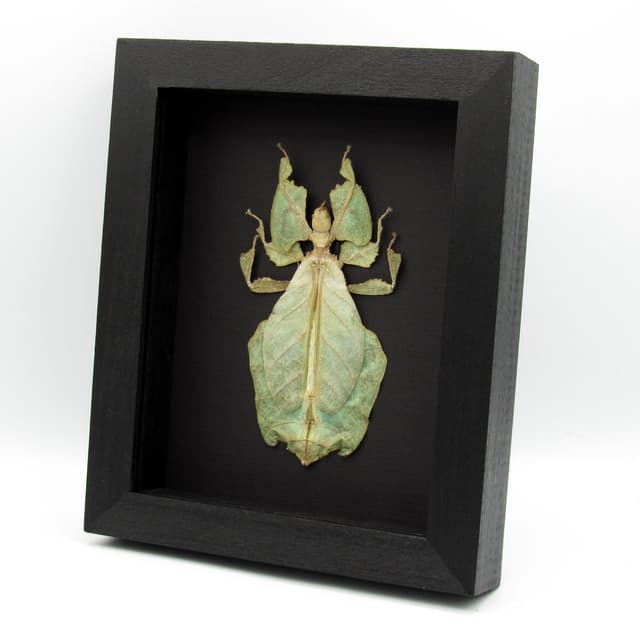 Worlds largest Walking Leaf insect framed taxidermy - Phyllium giganteum - female