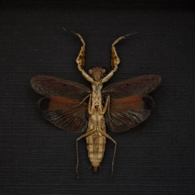 Real tiny Praying Mantis framed taxidermy - Compsomantis tumidiceps
