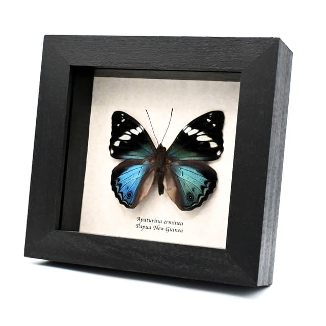Rare Turquoise Emperor butterfly framed taxidermy - Apaturina erminea