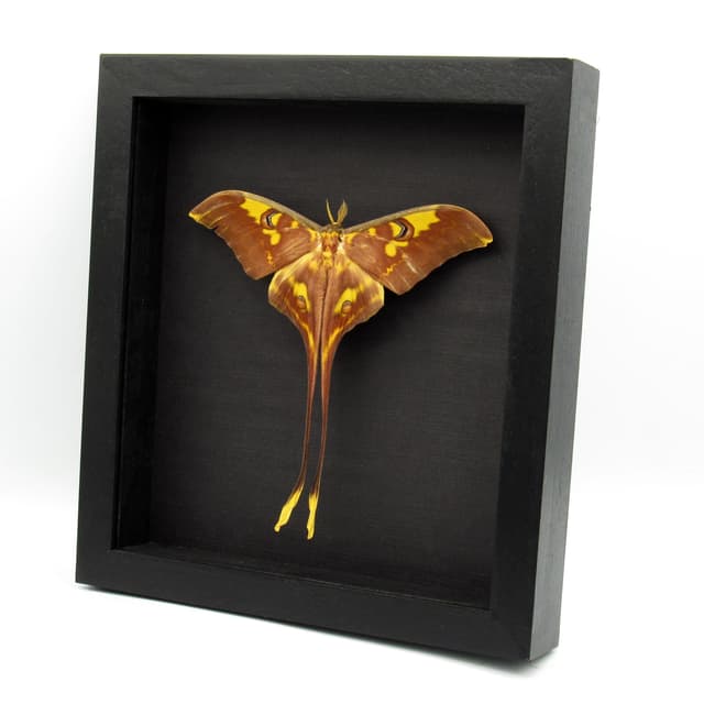 Rare Sulawesi Moon Moth framed taxidermy - Actias isis - Victorian mount - minor damage