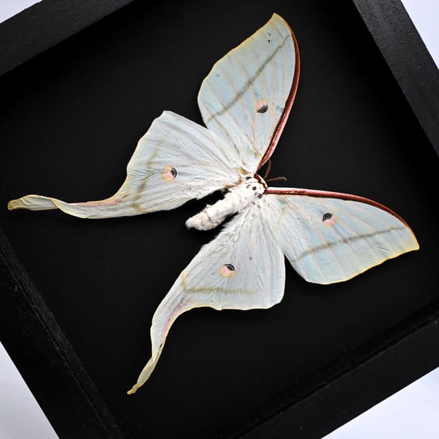Real Giant Indian moon moth framed taxidermy - Actias selene - XL female - minor damage