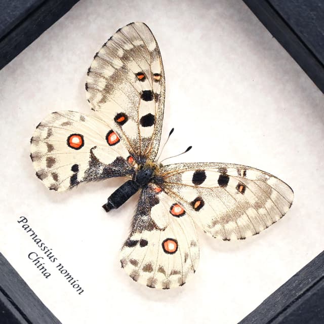 Real White Apollo butterfly framed taxidermy - Parnassius nomion