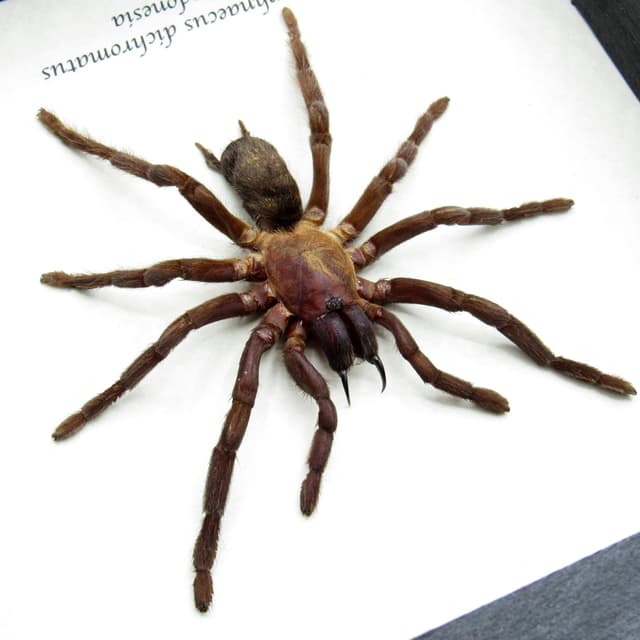 Real New Guinea Black Fury Tarantula spider framed taxidermy - Orphnaecus dichromatus