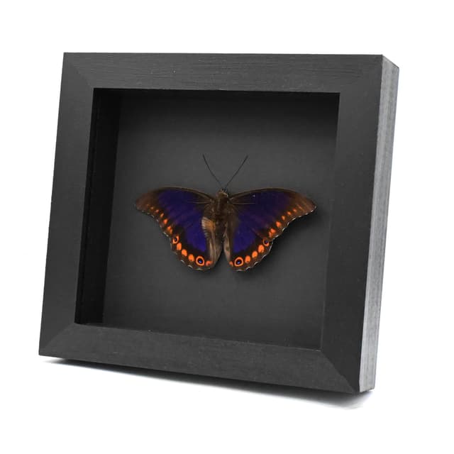 Rare XL purple Brush-footed butterfly framed taxidermy - Prepona brooksiana - Victorian mount